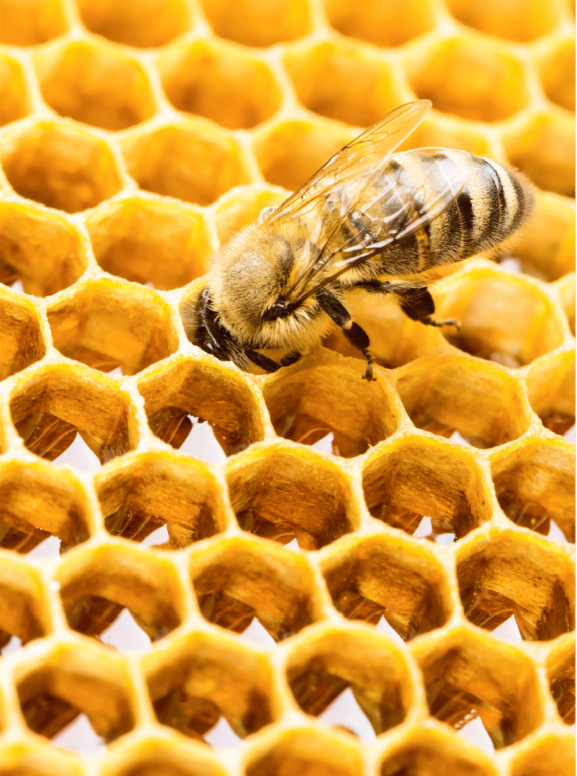 nid d'abeille avec une abeille en zoom qui butine