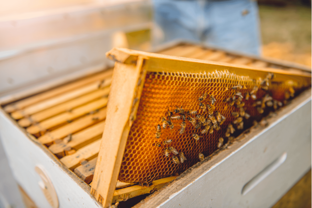 cadre nid d'abeille et abeilles qui butinent
