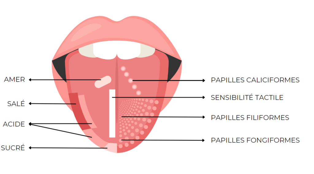 schéma de la langue qui montre où se trouvent les 3 sortes de papilles ainsi que la perception des goûts